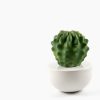 Cactus Plant - Image 4